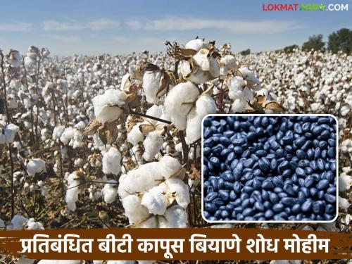 latest news HTBT Cotton Seed: Farmers beware! Agriculture Department starts 'watch' on sale of banned cotton seeds Read in detail | HTBT Cotton Seed : शेतकऱ्यांनो सावध! प्रतिबंधित बियाण्यांच्या विक्रीवर कृषी विभागाचा 'वॉच' सुरू वाचा सविस्तर
