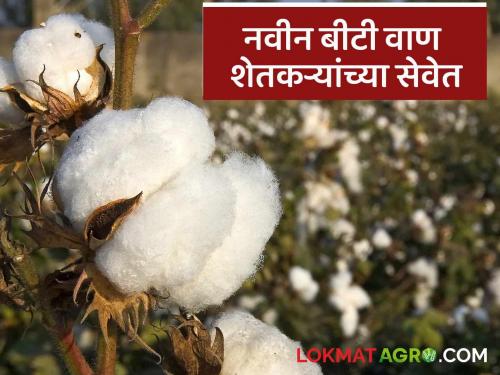 latest news Mahabeej Cotton Seeds: New faith in agriculture: Know in detail about new varieties of cotton at the service of farmers | Mahabeej Cotton Seeds: शेतीतील नवा विश्वास: कापसाचे नवे वाण शेतकऱ्यांच्या सेवेत जाणून घ्या सविस्तर