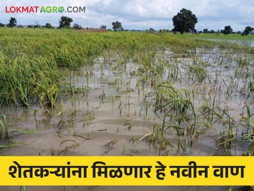 Union Budget 2024: Bringing Climate Change Resilient Varieties to Farmers | Union Budget 2024: शेतकऱ्यांसाठी आणणार हवामान बदलाला सक्षम वाण