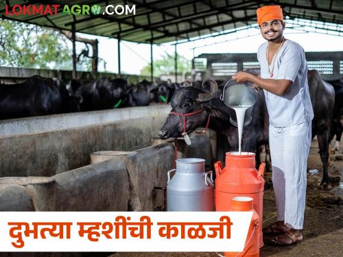 Do these simple things to increase the milk of buffaloes | म्हशीचे दुध काढताना या सोप्या गोष्टी करा, म्हैस कधीच कमी दूध देणार नाही