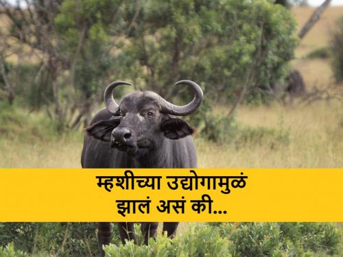 Actually there was nothing wrong with the buffalo, but something happened because of her... | खरं तर यात म्हशीची काहीच चूक नव्हती, पण तिच्यामुळं झालं असं काही की...