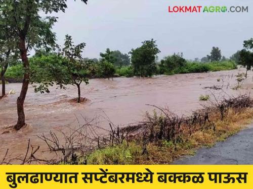 In Buldhana district, it was rained on the bank in August, and it rained heavily in September! | बुलढाणा जिल्ह्यात ऑगस्टमध्ये काठावर निभावले, सप्टेंबरमध्ये बक्कळ पाऊस !