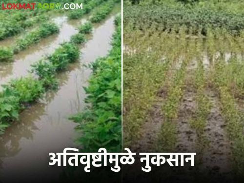 Crop Damage: Heavy rainfall in 51 circles of Buldhana | Crop Damage : अतिवृष्टीचे थैमान : बुलढाण्याच्या ५१ मंडळात सरासरीच्या तीनपट पाऊस बरसला