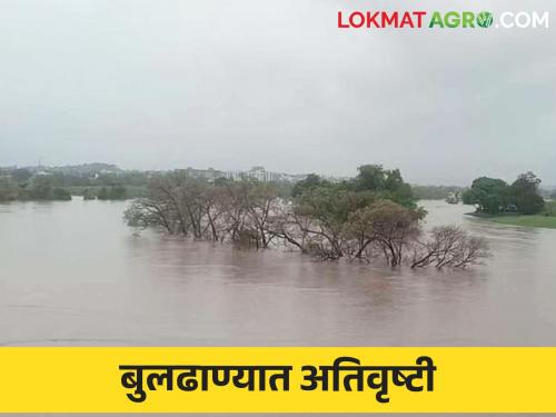 Buldhana Rain Alert : Heavy rain in three mandals in Buldhana district; Warning alert | Buldhana Rain Alert : बुलढाणा जिल्ह्यात तीन मंडळामध्ये अतिवृष्टी; सतर्कतेचा इशारा