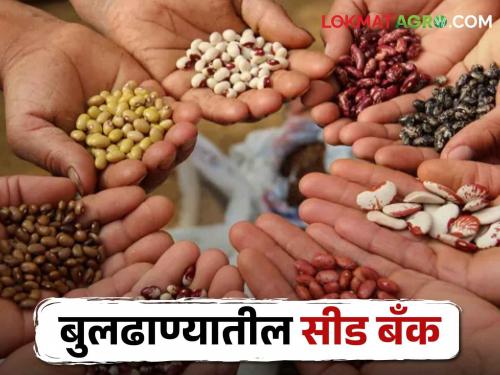 Latest News Seed Bank' started at ten places in Buldhana district, read the detailed list | Seed Bank : बुलढाणा जिल्ह्यात दहा ठिकाणी सुरू झाली 'सीड बँक', वाचा सविस्तर यादी!