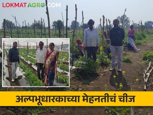 Latest News Success Story Smallholder farmer earns good income from chilli and tomato farming | शेती कमी, पण मेहनत, जिद्दीनं कमाल केली, मिरची आणि टोमॅटो शेतीतून चांगल उत्पन्न 