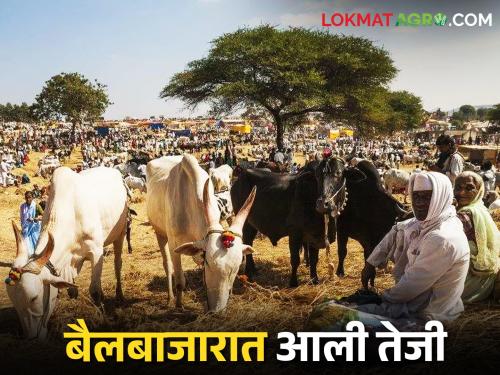 Bull market at Malkapur Pangra boomed; A large turnover of buying and selling | मलकापूर पांग्रा येथील बैलबाजारात आली तेजी; खरेदी-विक्रीची मोठी उलाढाल