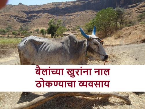 Do you know about this family that works for bullocks shoe | बैलांना 'नाल' ठोकण्याचे काम करणाऱ्या या कुटुंबाबद्दल माहीत आहे का?