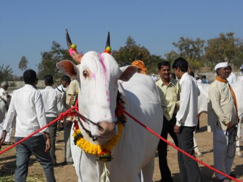 livestock weekly market starts in Kharifata market | खारीफाटा मार्केटमध्ये जनावरांचा आठवडे बाजार सुरू