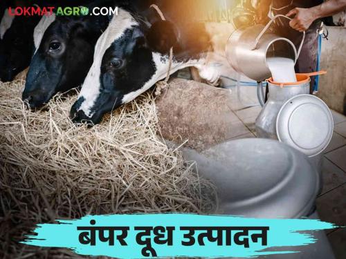 There is a big increase in milk production in this district in the state Collection of 15 lakh liters of milk per day | राज्यात या जिल्ह्यात दूध उत्पादनात मोठी वाढ; दररोज १५ लाख लिटर दूध संकलन