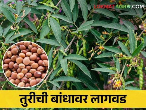 Cultivate tur pigeon pea on farm bund and get additional income | Tur Lagwad बांधावर करा या कडधान्याची लागवड आणि कमवा अधिकचा नफा