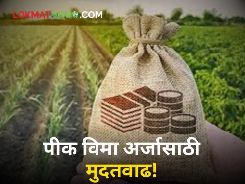 Crop Insurance: Got extension for crop insurance application! 'This' is the last date | Crop Insurance : पीक विमा अर्जासाठी मिळाली मुदतवाढ! 'ही' आहे शेवटची तारीख