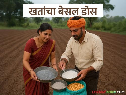 Latest News Agriculture News What is basal dose of fertilizers And how to give it farm | शेतकऱ्यांनो! खतांचा बेसल डोस म्हणजे काय? आणि तो कसा द्यायचा? 