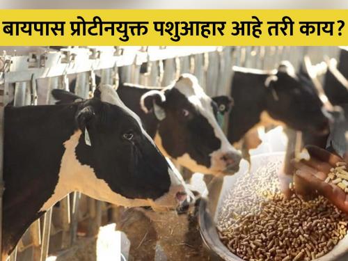 Bypass protein diet for increased milk production in livestock | दुध उत्पादनवाढीसाठी बायपास प्रोटीनयुक्त आहार