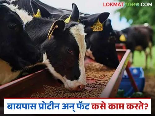 How important are bypass proteins and fats in animal diets and why? Read in detail | बायपास प्रोटीन अन् फॅट नेमके जनावरांच्या आहारात किती महत्त्वाचे आणि का? वाचा सविस्तर
