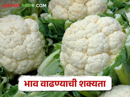 Satisfactory market price for flower; Expect the price to increase further | Cauliflower Market Rate फ्लॉवरला समाधानकारक बाजारभाव; अजून भाव वाढण्याची अपेक्षा