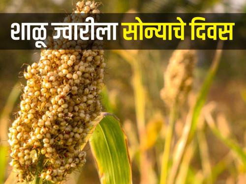 what do you say Shalu sorghum six thousand! Why increased prices? | काय सांगता? शाळू ज्वारी सहा हजारी ! का वाढले भाव?