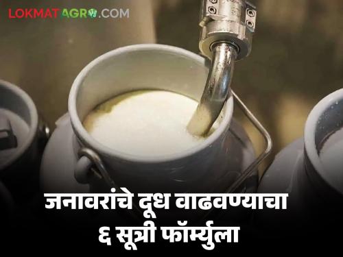 Grow Milk Production : Do 'these' things to increase cow's milk; Milk can increase from 50 to 200 liters | Grow Milk Production : गायीम्हशीचे दूध वाढवण्यासाठी 'या' गोष्टी करा; ५० ते २०० लिटरपर्यंत वाढू शकते दूध