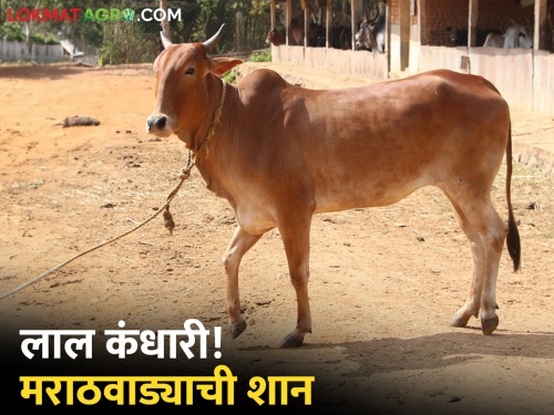 Do you know 'these' things about Red Kandhari cow of Marathwada? | मराठवाड्यातील लाल कंधारी गाईबद्दल 'या' गोष्टी माहितीयेत का?