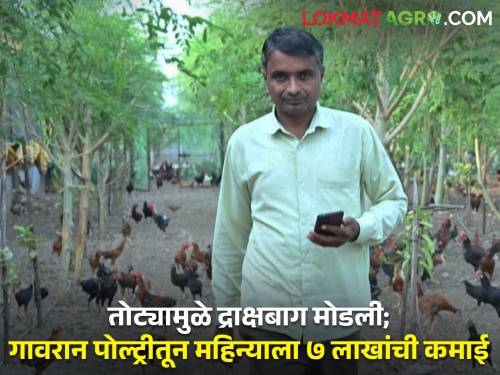 Gavran chicken farming by grapes farmer ganesh gajare niphad nashik 7 lakhs month net profit | द्राक्षबाग मोडून केलं गावरान कोंबडीपालन; महिन्याला ७ लाखांचे नेट प्रॉफिट