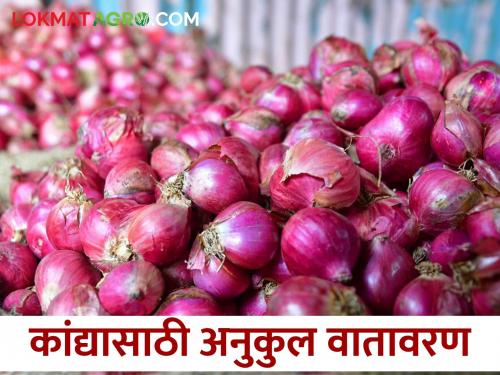 Climatic Favorable- Gavathi Onion Cultivation Vigorous; Take care of crops and vegetables | गावठी कांद्याची लागवड जोमात; पिकाची, भाजीपाल्याची अशी घ्या काळजी