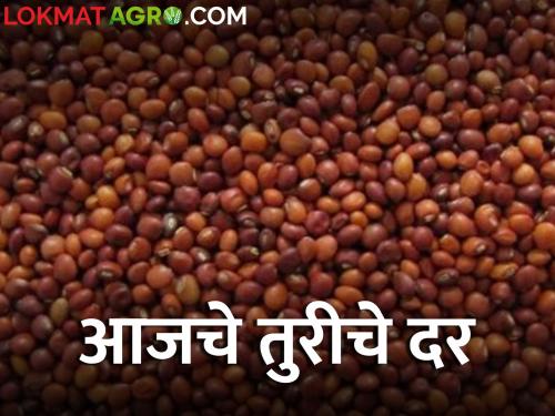 maharashtra agriculture farmer market yard How much did Turi get today find out | तुरीला आज किती मिळाला दर? जाणून घ्या