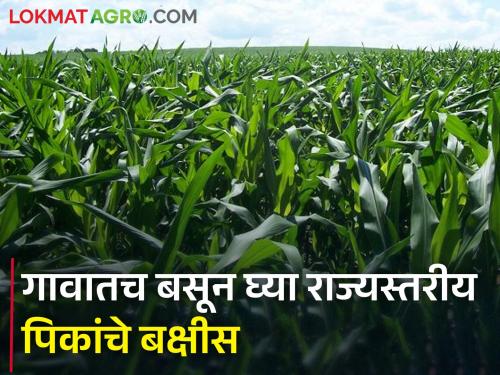 Sit in the village and get the prize of state level crops, this is the last date to apply for the competition | गावातच बसून घ्या राज्यस्तरीय पिकांचे बक्षीस, स्पर्धेत अर्ज करण्याची ही शेवटची तारीख