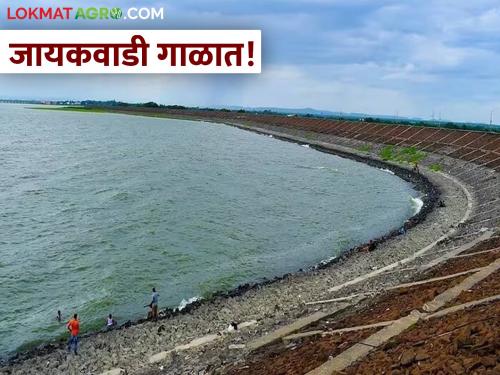 Jayakwadi Dam: Jayakwadi Dam Storage capacity from 102 to 87 TMC | Jayakwadi Dam:जायकवाडी गाळात; साठवण क्षमता १०२ वरून ८७ टीएमसीवर