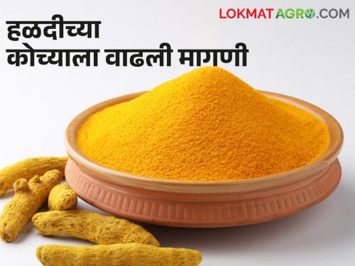 The demand for kocha turmeric powder has also increased, per kilo... | हळदीच्या कोच्यालाही वाढली मागणी, किलोमागे मिळताहेत...