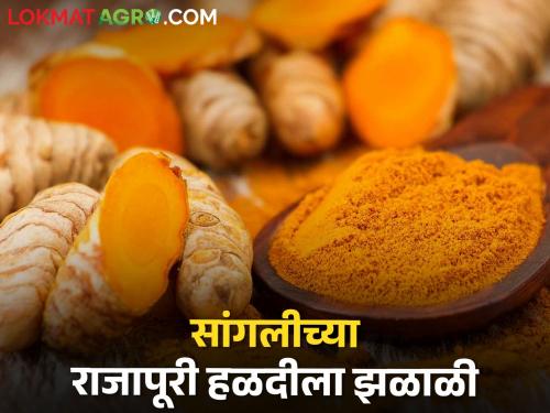 Today, Sangli's Rajapuri turmeric market shined, what is the price? | आज सांगलीच्या राजापूरी हळद बाजारपेठेत चमकली, काय मिळतोय भाव?