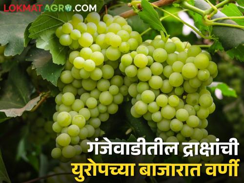 Production of 12 lakhs from vineyard in 40 guntas, export to Europe | ४० गुंठे जमिनीतील द्राक्ष बागेतून १२ लाखांचे उत्पादन, केली युरोपात निर्यात