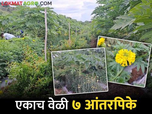 InterCropping Profit of 6 lakhs per year from 7 intercropping in pomegranate! A unique experiment by Vasant Pimple of Narayangaon | InterCropping : डाळिंबात घेतले तब्बल ७ आंतरपिके; वर्षाकाठी ६ लाखांचा नफा! नारायणगावच्या वसंत पिंपळे यांचा अनोखा प्रयोग