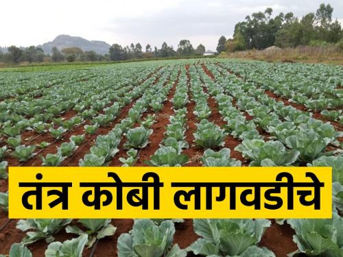 Cabbage can be grown in red soils | लाल मातीत कोबी लागवडीतून उत्पन्न शक्य