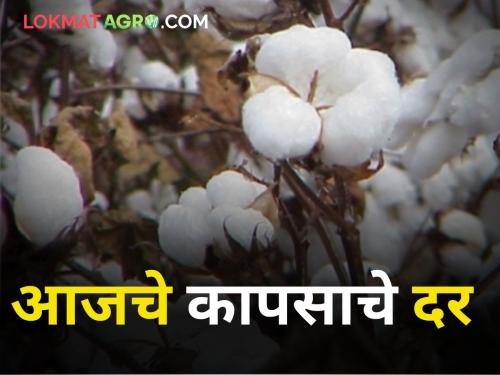 The condition of cotton is dire! Know today's rates | कापसाची अवस्था बिकटच! जाणून घ्या आजचे दर