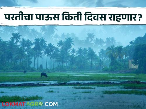 Maharashtra Rain state still not fully recovered rains What is the weather forecast | Maharashtra Rain : राज्यात अजूनही पूर्णपणे परतीच्या पावसाला सुरूवात नाही! काय आहे हवामानाचा अंदाज?