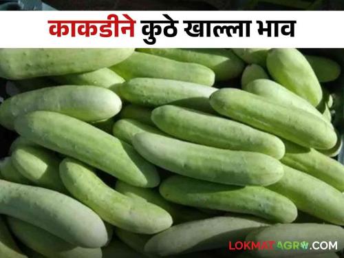 Cucumber Market: Hybrid cucumbers booming in Nashik market; Let's see what got the price? | Cucumber Market : नाशिकच्या बाजारात हायब्रीड काकडी तेजीत; पाहूया काय मिळाले भाव ?