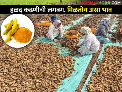 Turmeric Market: Turmeric harvest is about to start, price is getting per quintal | Turmeric Market: हळद काढणीची लगबग सुरु, क्विंटलमागे मिळतोय एवढा दर