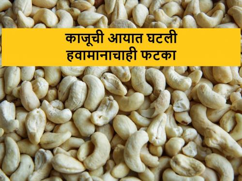 Import of white cashew nuts stopped; White gold prices have skyrocketed | शुभ्र काजूची आयात ठप्प; पांढऱ्या सोन्याचे दर गगनाला