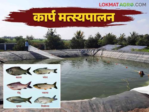 Do this management to get more income from pond fish farming in less time | तळ्यातील मत्स्यपालनातून कमी कालावधीत अधिक उत्पन्न मिळविण्यासाठी असे करा व्यवस्थापन