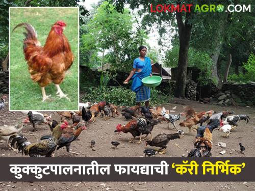 Want to start poultry? Then choosing this kombadi will double the profit | कुक्कुटपालन करायचे ? मग या कोंबडीला निवडा होईल दुप्पट नफा