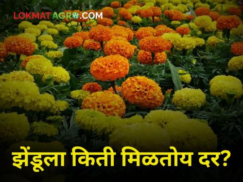 Zendu Market What is price of zendu before Dussehra How much is coming into market? | Zendu Market : दसऱ्याच्या आधी झेंडूचे दर किती? बाजारात किती होतेय आवक?