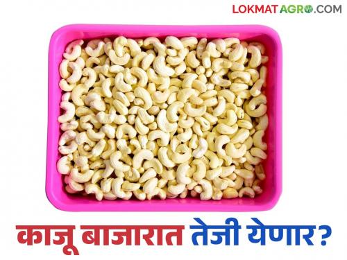 Cashew Market : Cashew production in crisis this year due to climate change; Expected to get good prices in the market | Cashew Market : हवामानातील बदलामुळे यंदा काजू उत्पादन संकटात; बाजारात चांगला दर मिळण्याचा अंदाज