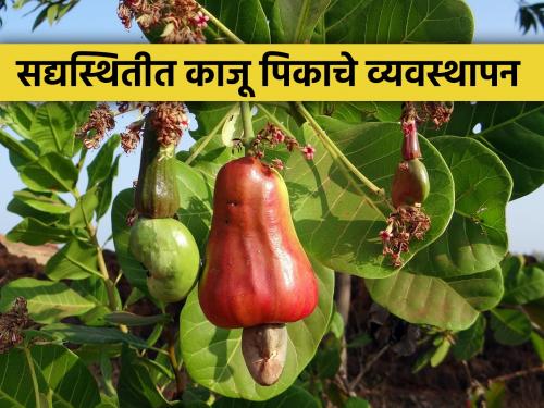 How to manage cashew crop orchard in cloudy weather? | ढगाळ हवामानात काजू बागेचे व्यवस्थापन कसे कराल?