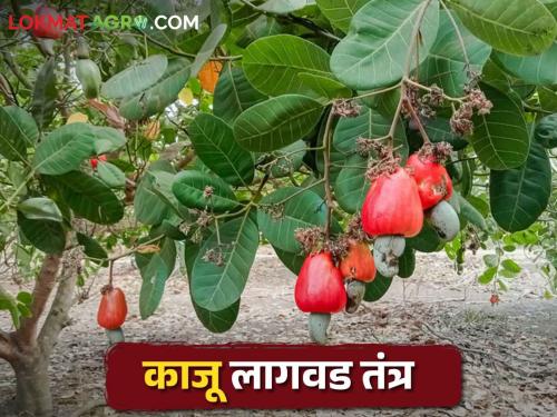 Cashew Cultivation; How to cultivate cashew tree? | Cashew Cultivation बक्कळ पैसे देणाऱ्या या फळझाडाची लागवड कशी कराल?