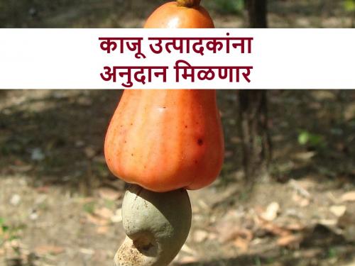 Cashew farmers will get a subsidy | काजू उत्पादक शेतकऱ्यांना मिळणार दहा रुपयांचे अनुदान