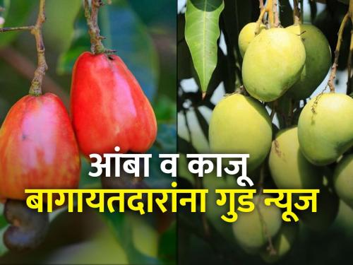 The amount of fruit crop insurance is finally credited to the account of the horticulturists farmer | फळपीक विमा परताव्याची रक्कम अखेर बागायतदारांच्या खात्यावर जमा