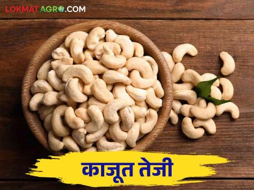 Kaju Market: Cashew price hiked by Rs 200 per kg | Kaju Market: काजूच्या दरात किलोला २०० रुपयांची वाढ