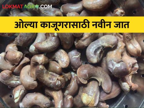 Special variety developed by Konkan Agricultural University for wet cashew nut | ओल्या काजूगरासासाठी कोकण कृषी विद्यापीठाने विकसित केली विशेष जात