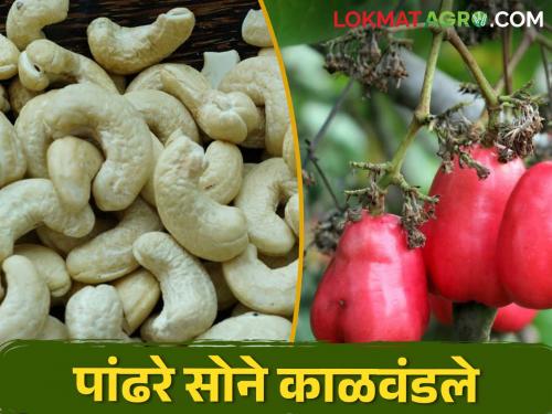 Crisis on assured income giver cashew crop in Konkan | कोकणातील हमखास उत्पन्न देणाऱ्या काजू पिकावर संकट