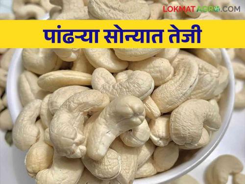 Inflow of cashew nuts decreased.. Steady rise in price | काजूची आवक झाली कमी.. दरात सातत्याने वाढ